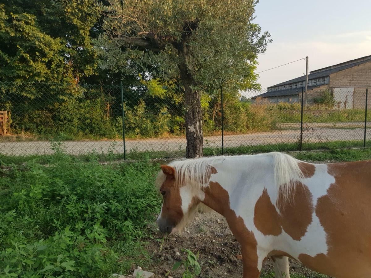 Nella Natura Del Parco Dei Colli Euganei Cinto Euganeo Exterior photo